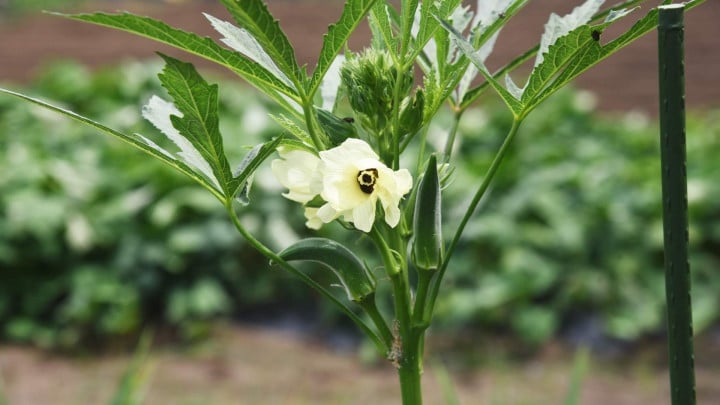 Lokal odling och jordbruksmark som bidrar till ett hållbart Nykvarn