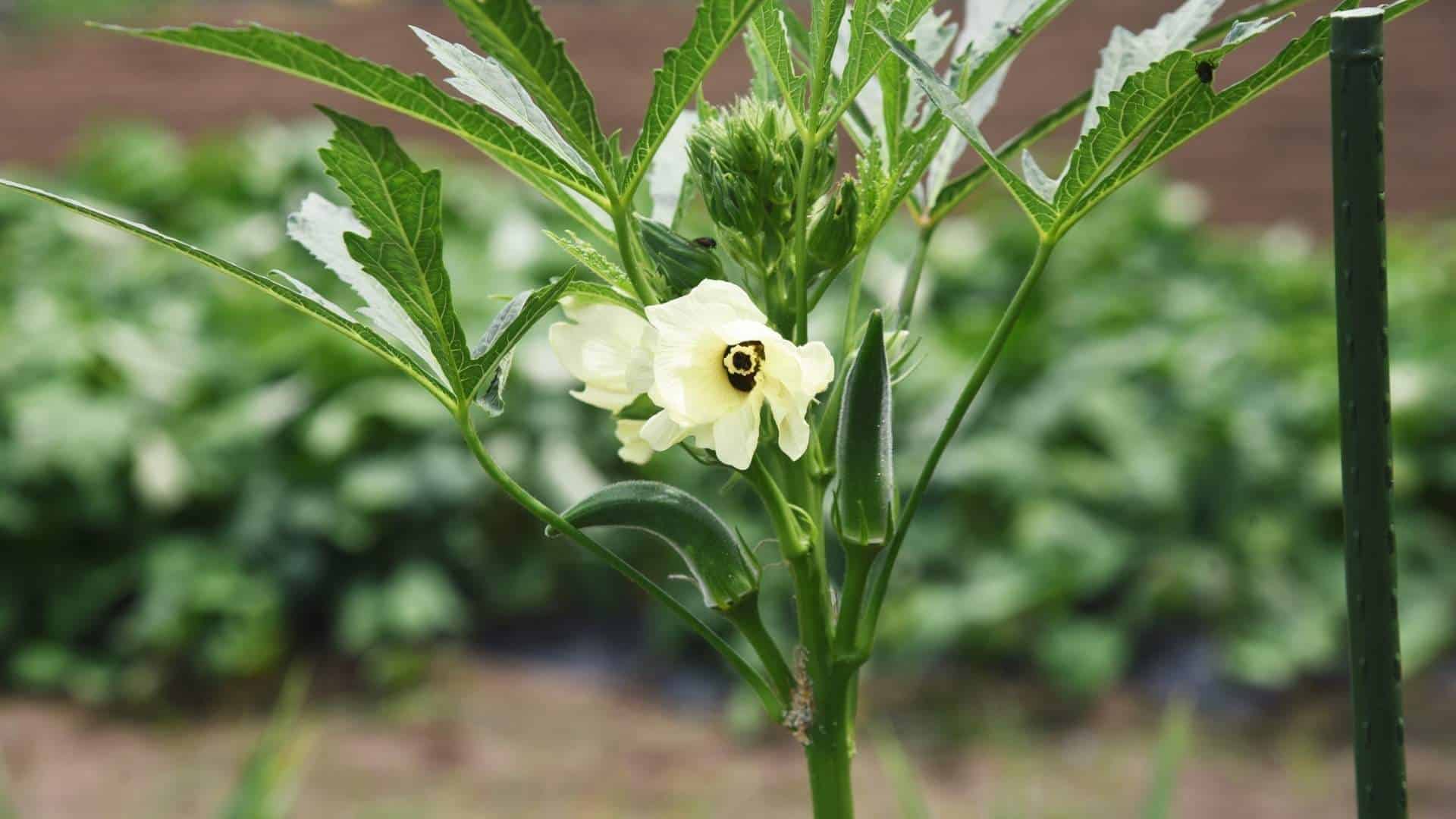 Lokal odling och jordbruksmark som bidrar till ett hållbart Nykvarn